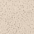 Mussola beige glitter